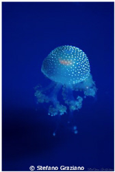 medusa by Stefano Graziano 